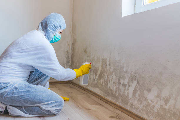 Licensed Mold Cleanup service in Wycombe, PA - WQB Mold Removal