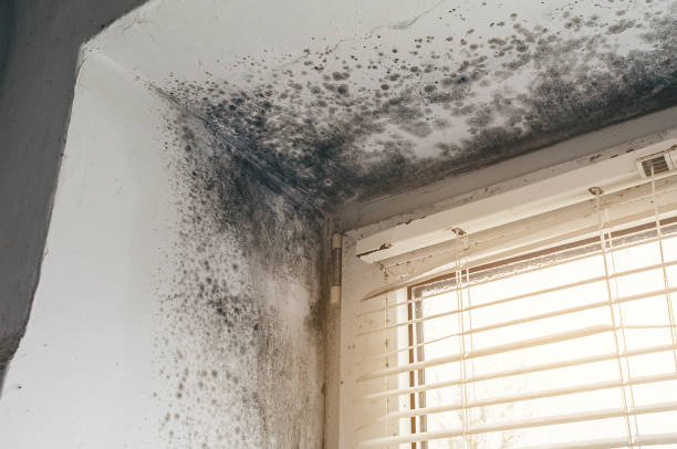 Affordable Mold Cleanup solutions in Wycombe, PA